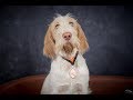 Millie - Italian Spinone Puppy - 2 Weeks Residential Dog Training の動画、YouTube動画。