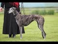 Galgo Español Jahresausstellung 2014