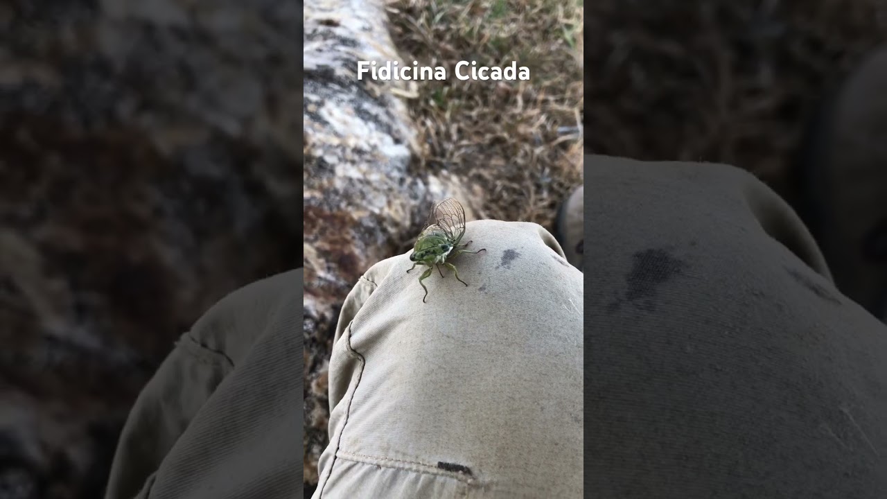 Cicada thinks I’m a tree and inserts proboscis in leg