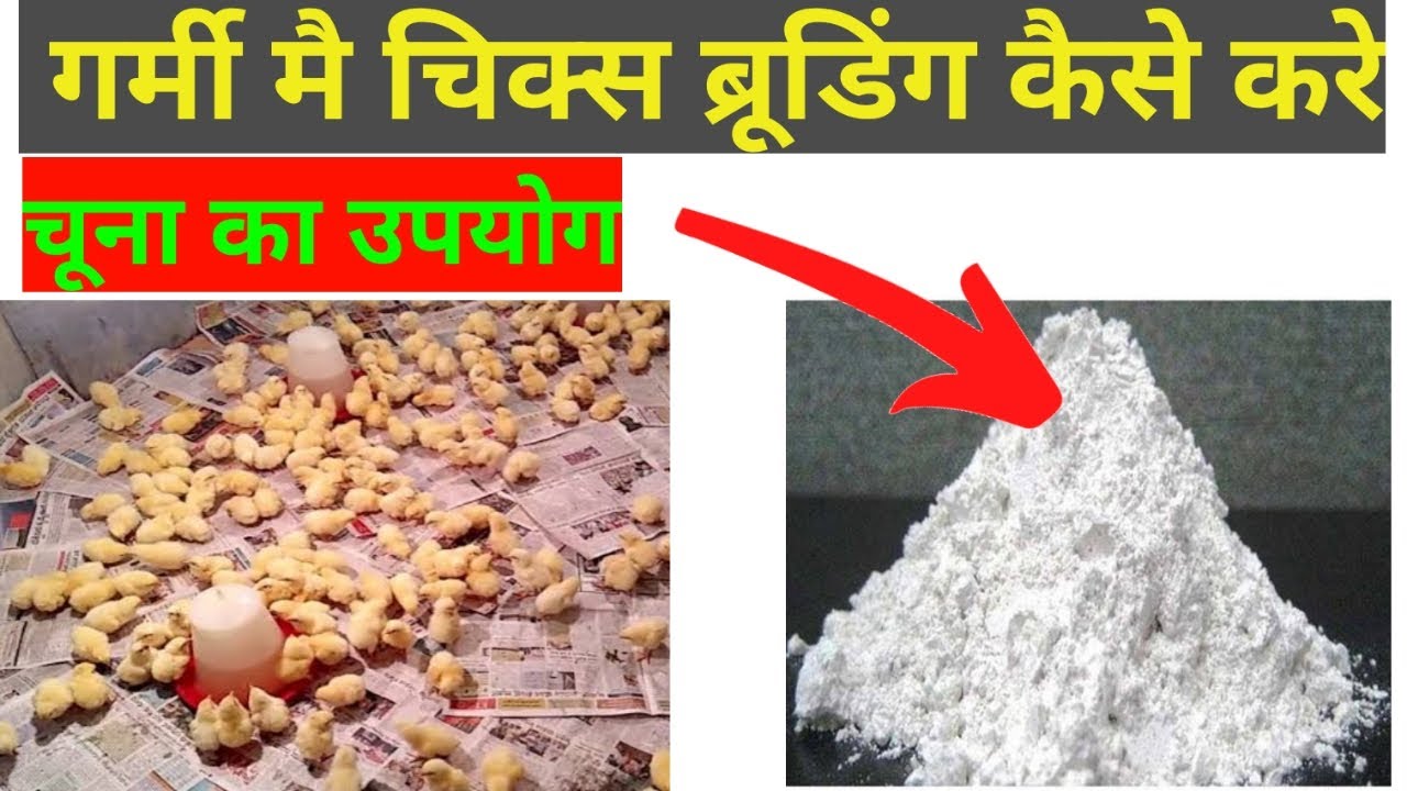 How to make broiler brooding | Brooding Management | brooding | मुर्गी पालन | Uttarakhand poultry