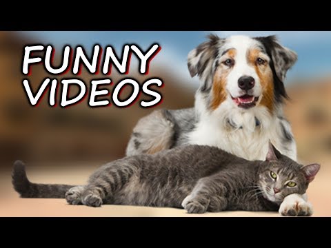 Faze Comice Cu Pisici Amuzante Si Caini Haiosi Youtube