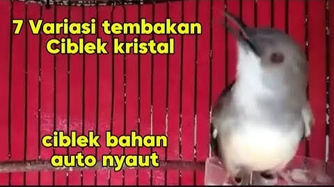 Masteran Ciblek ngebren variasi, 7 variasi tembakan ciblek kristal
