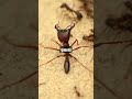 5 Facts About The Driver Ants Facts 