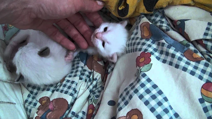 Watch the video about Ragdollkitten 2 Wochen alt