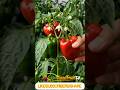 🫑 Bell Pepper Plant Growth Time-Lapse | Seed to Harvest#shorts