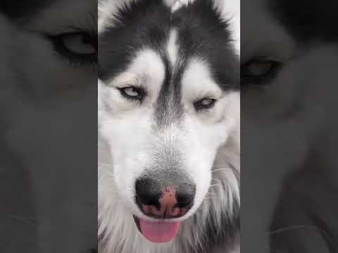 تامر حسني انا تعبان من غيرك Wissamassaf