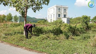 Revitalizing the overgrown grassy sidewalk - a surprise gift for the residents