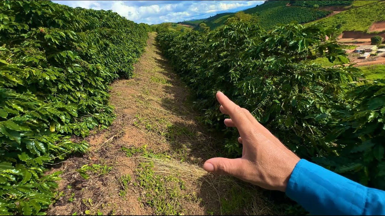 Será se estragou a lavoura ?