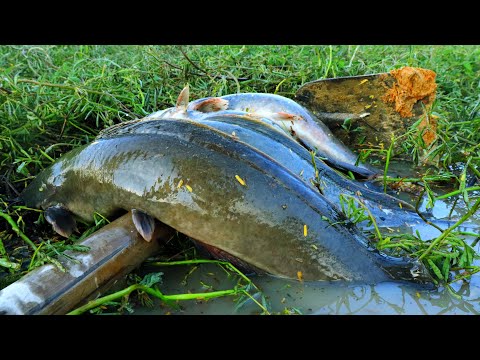 Unbelievable! Two Rural Fisherman Found & Catch Big Catfish Under Thick Grass after Raining