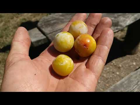 Video: Apa Itu Mirabelle Plum - Menanam Mirabelle Di Taman