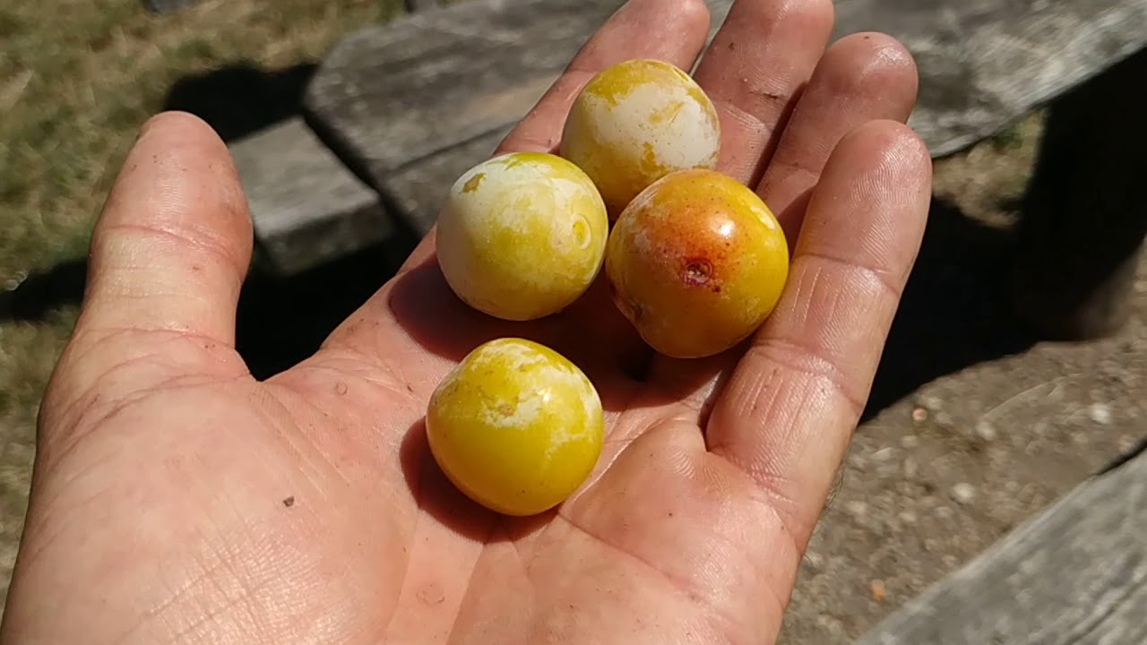 Mirabelle, a unique little Plum (Prunus domestica ssp. syriaca)