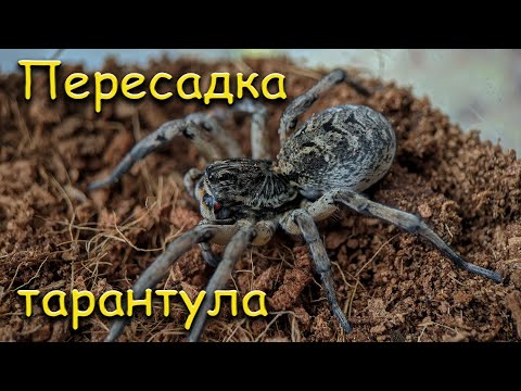 Пересадка южнорусского тарантула
