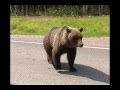Медведи Ханты - Мансийск