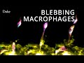 Blebbing Macrophages