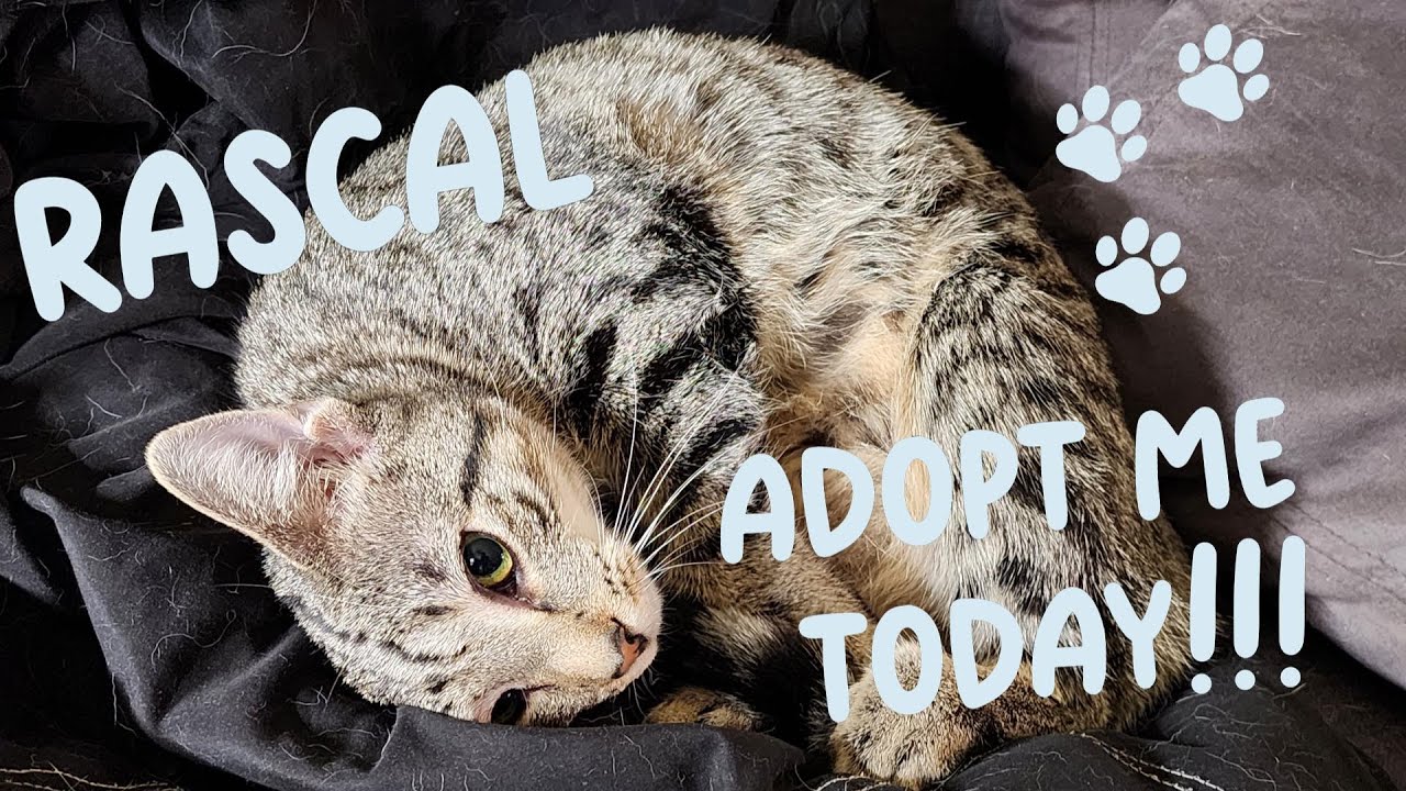 Rascal Adoption Bio (2024)