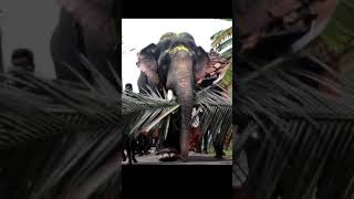 Majestic Elephant | Mighty Kerala Elephant | Gajarajan Rajasekaran |asian indian elepthant ? #shorts