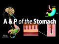 Anatomy and Physiology of the Stomach, Animation