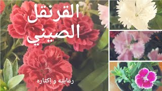 معلومات عن القرنفل الصيني China pinks