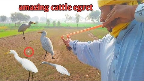 amazing cattle egret birds hunting with slingshot!