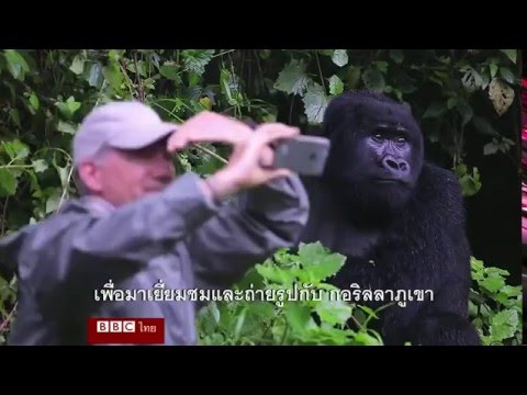 วีดีโอ: วิธีการเดินป่ากอริลลาในรวันดา