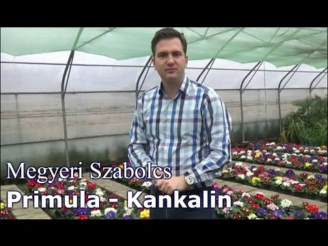 Videó: Kerti Kankalin