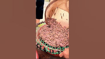 Xem Bắt Con Rươi Thấy Đã Mắt Quá Luôn