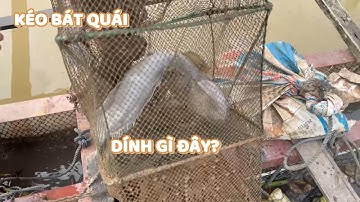 Không Ngờ Kéo Bát Quái Trúng Tôm Với Cá Chê #ngườiđồngtháp #fishing