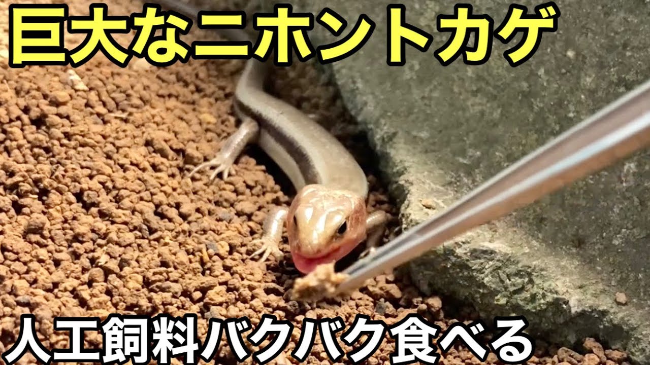 I tried feeding a Japanese skink artificial food [Reptiles] Lizard