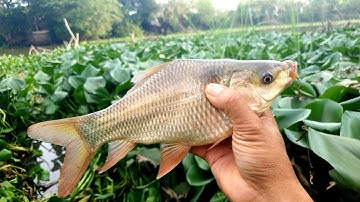 Câu cá. một ngày thất thủ @chuachactv