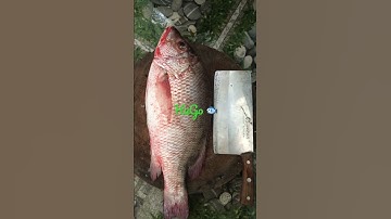 Cá Chẽm Khủng HuGo Lên Thớt..!!!🐠👍👍👍