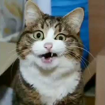 Tiktok bagaikan langit kucing lucu