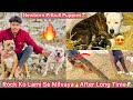 Newborn puppies hogyebhura k bhai bhen aagye rock ko lami se milva diyareaction