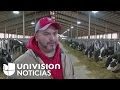 Inmigrante pasa de ordeñar vacas a tener su propia planta lechera en Wisconsin