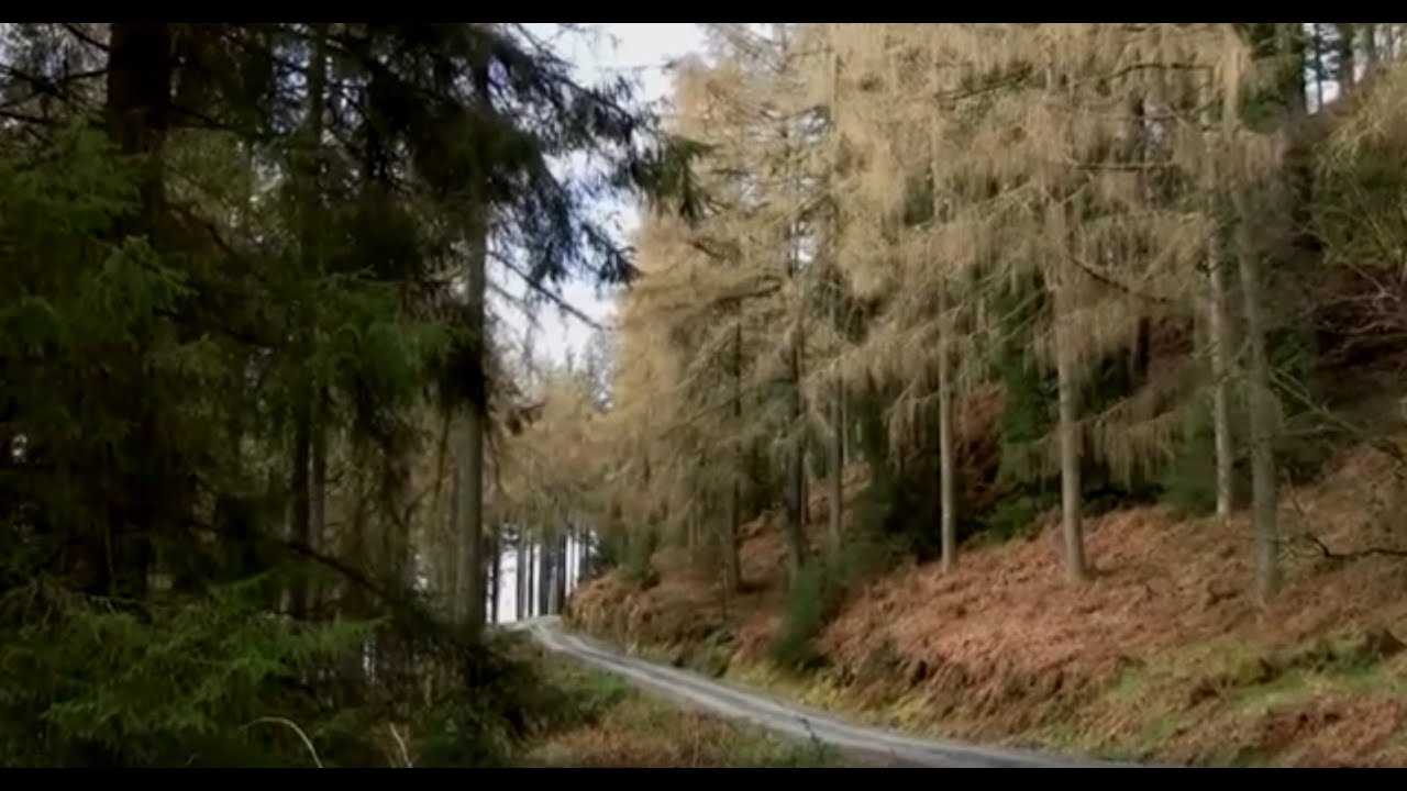 Braeval Woods  Mentieth