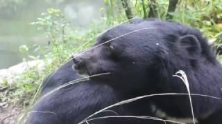 動物園我最帥，台灣黑熊黑糖吃柚子20161203