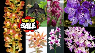 Download Lagu 🔴Super Sale Koleksi Anggrek Terbaru Hadir Lagi🤩 Berbagai Malam Anggrek Super Murah✅️ MP3
