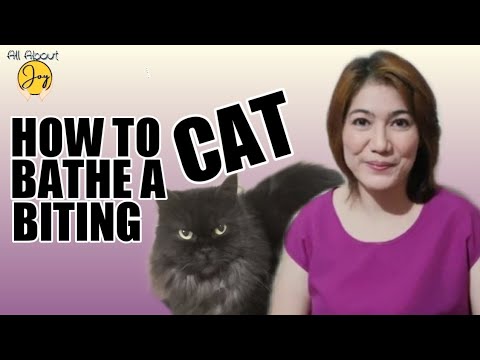 How To Bathe a Biting Cat