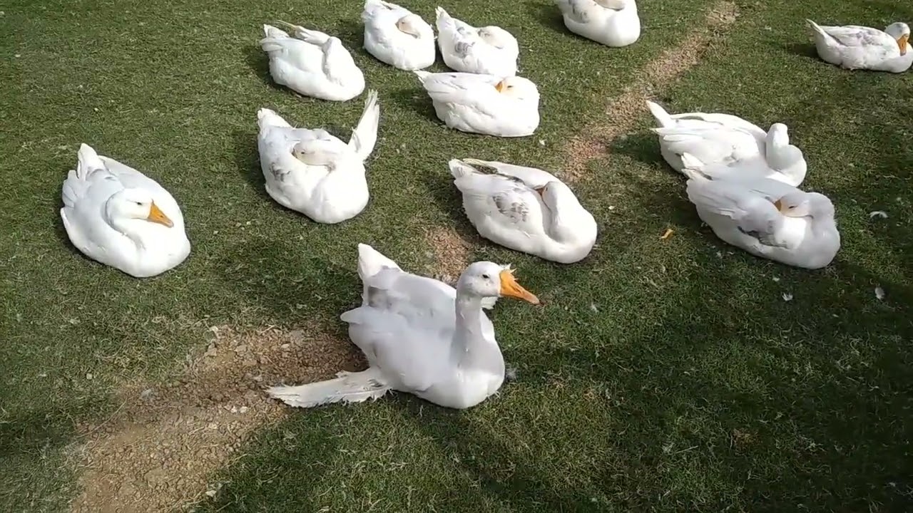 Domestic goose  (Anser anser)||