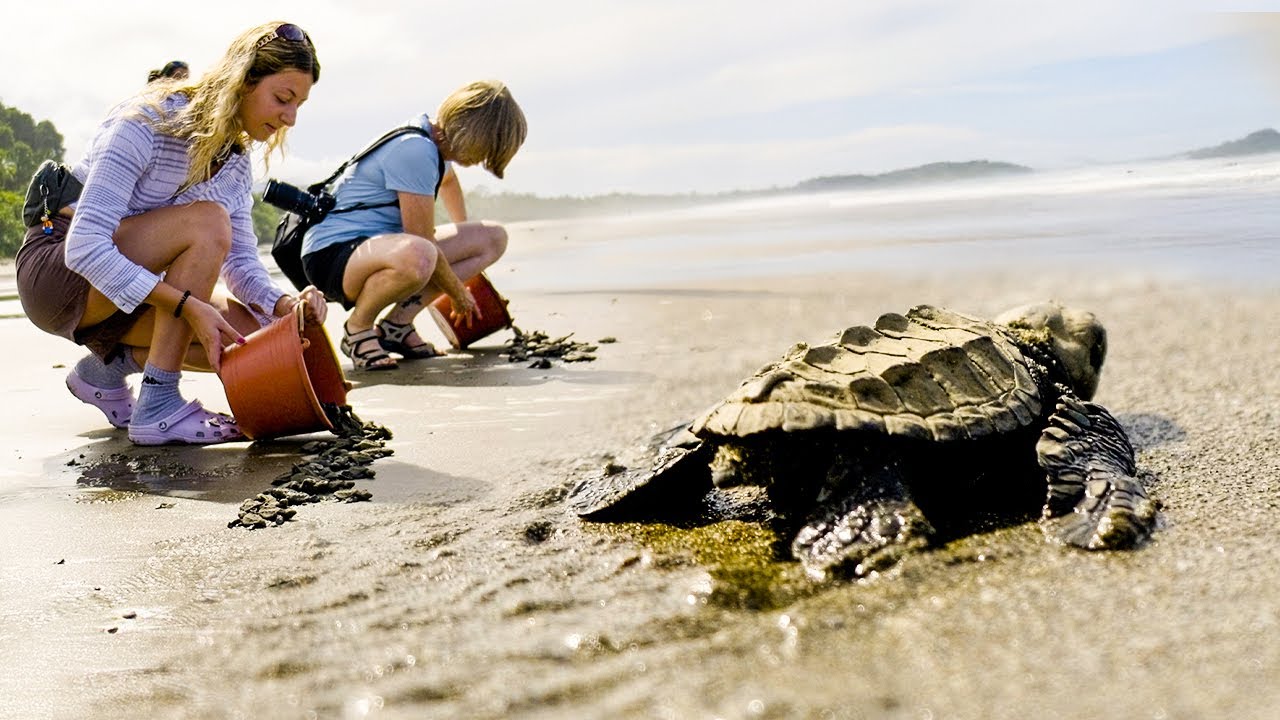 Costa Rica Turtle Conservation Experience | The Great Projects