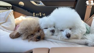 A video of cute dogs sleeping.