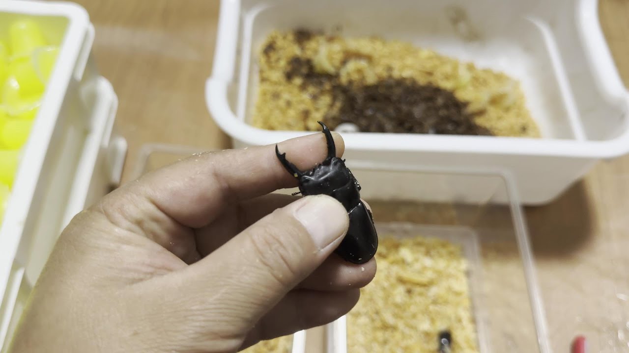 We will teach you how to pair stag beetles safely and reliably 