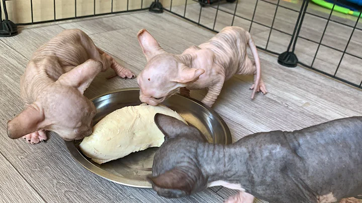 Watch the video about Sphynx kitten's first boiled chicken meal