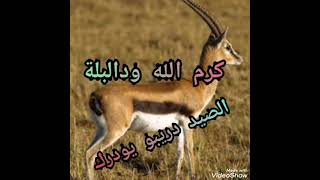 كرم الله ودالبلة   الصيد دريبو يودرك سمعها