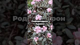 🌺 Рододендрон Адамса – нежное цветение и удивительный аромат! 🌺 #shorts #растения #семена