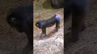 The Busy Mandrill Monkey S