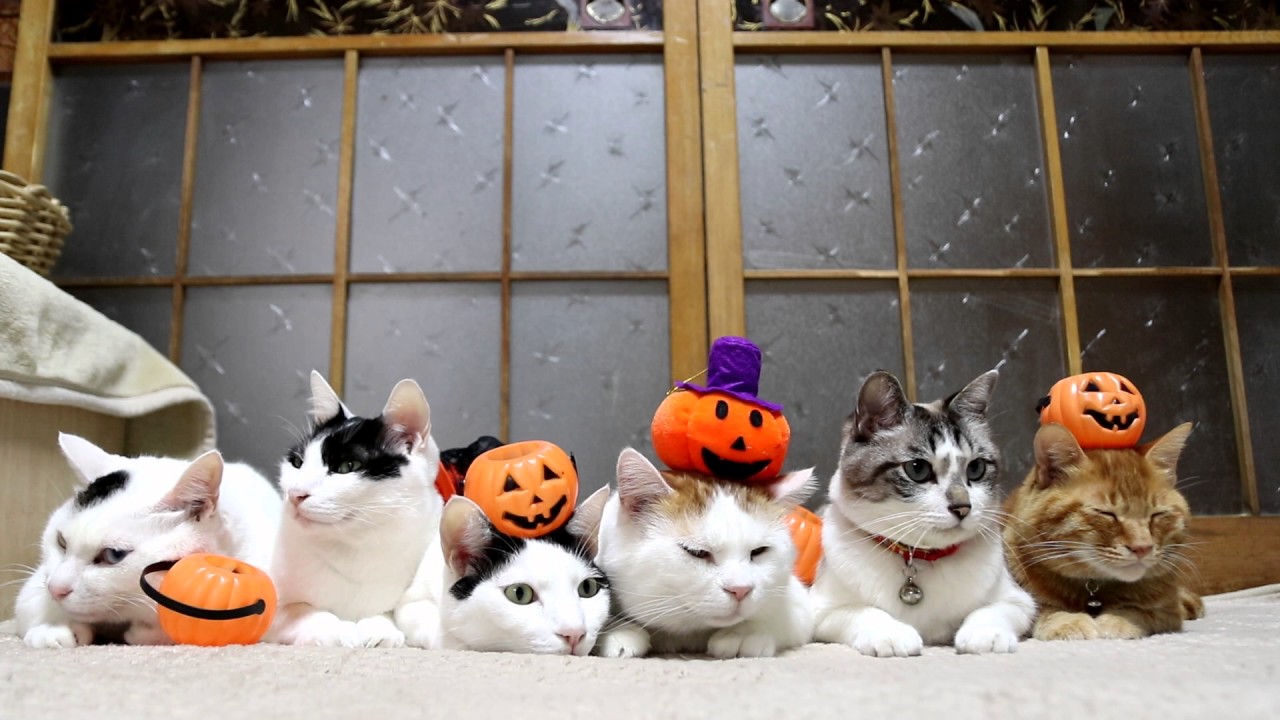 ハロウィンのせ猫 Halloween Youtube