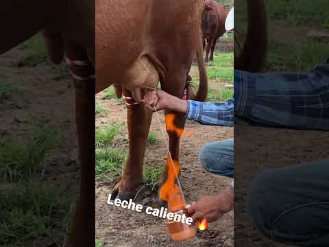 Leche caliente de vaca #beefmaster #engorda #pajarete #becerros #colorados #mexico #ranchohumilde