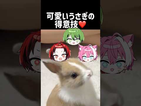 可愛いうさぎの得意技♡ #meropro #boomment #うさぎ #ポケモン #かんなちゃろ #はるかっと #てぃる