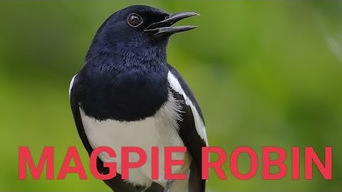 MAGPIE ROBIN BIRD