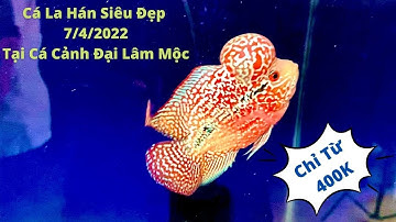 ( Đã Bán Hết ) Cá La Hán Siêu Đẹp (7/4/2022) Tại Cá Cảnh Đại Lâm Mộc